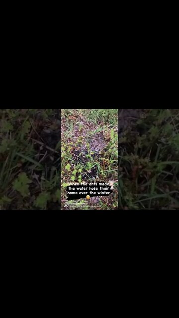 Ants in my wife’s water hose.