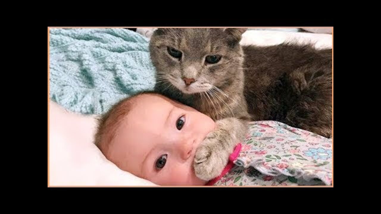 Funny Videos With Kittens / Cute and Funny Cat Videos Compilation