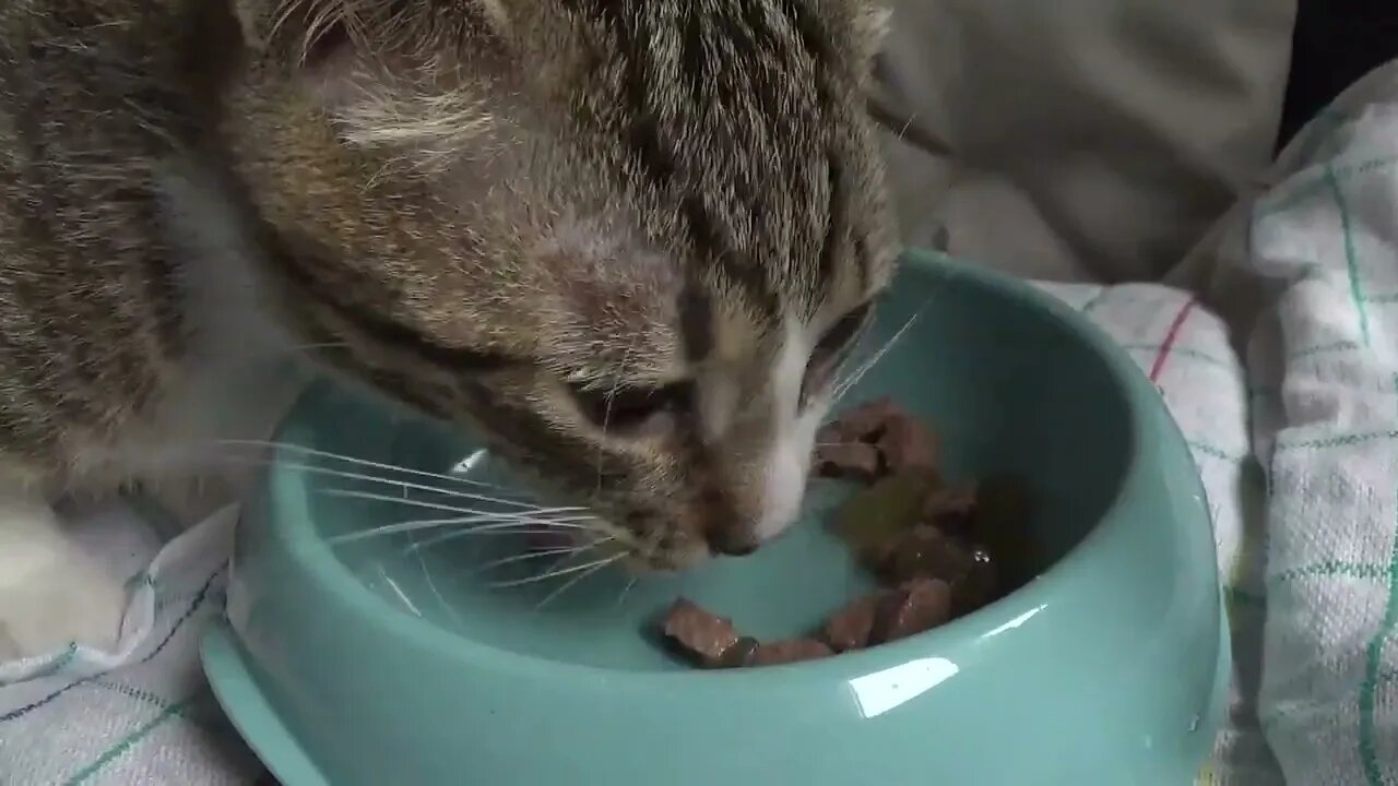 A Very Hungry Little Cat