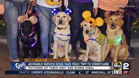 Service dogs take adorable field trip to Disneyland