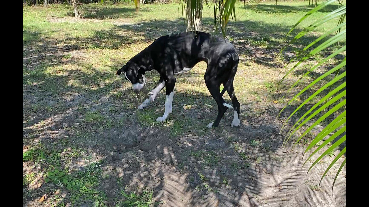 Funny Digging Great Dane Puppy DeWeeds The Grass