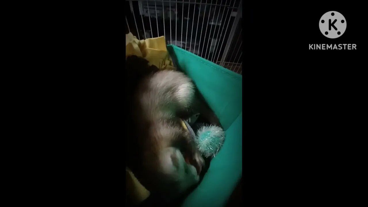 Romeo the ferret can't deal with it...