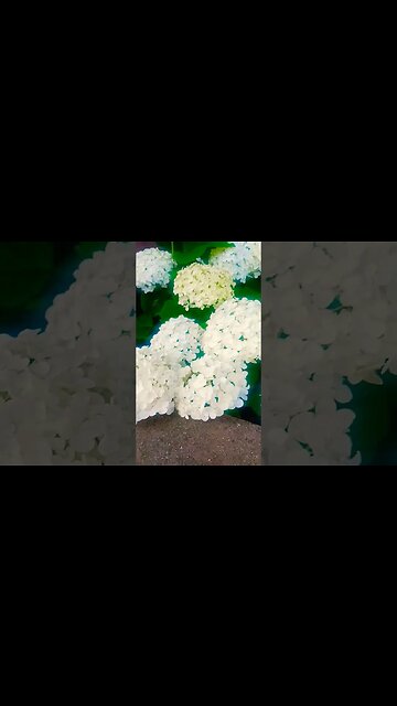 Are you a wild flower? I am, now watch me grow. #blackyoutube #love#shorts