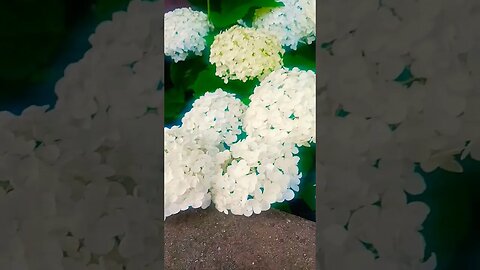 Are you a wild flower? I am, now watch me grow. #blackyoutube #love#shorts