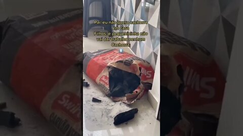 Oq é isso Chanel kkkkk.#shorts