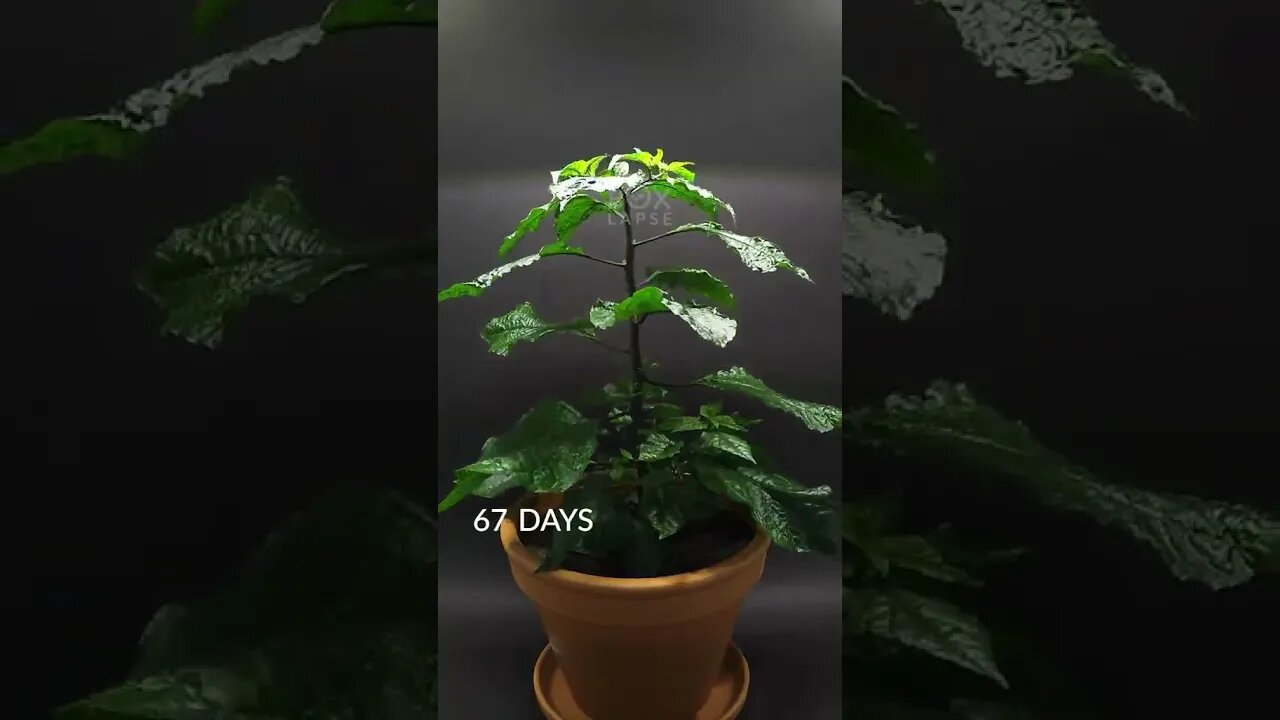 🔥🔥Carolina chilli pepper 173 days in 49 seconds🧯🚒 tiktok boxlapse