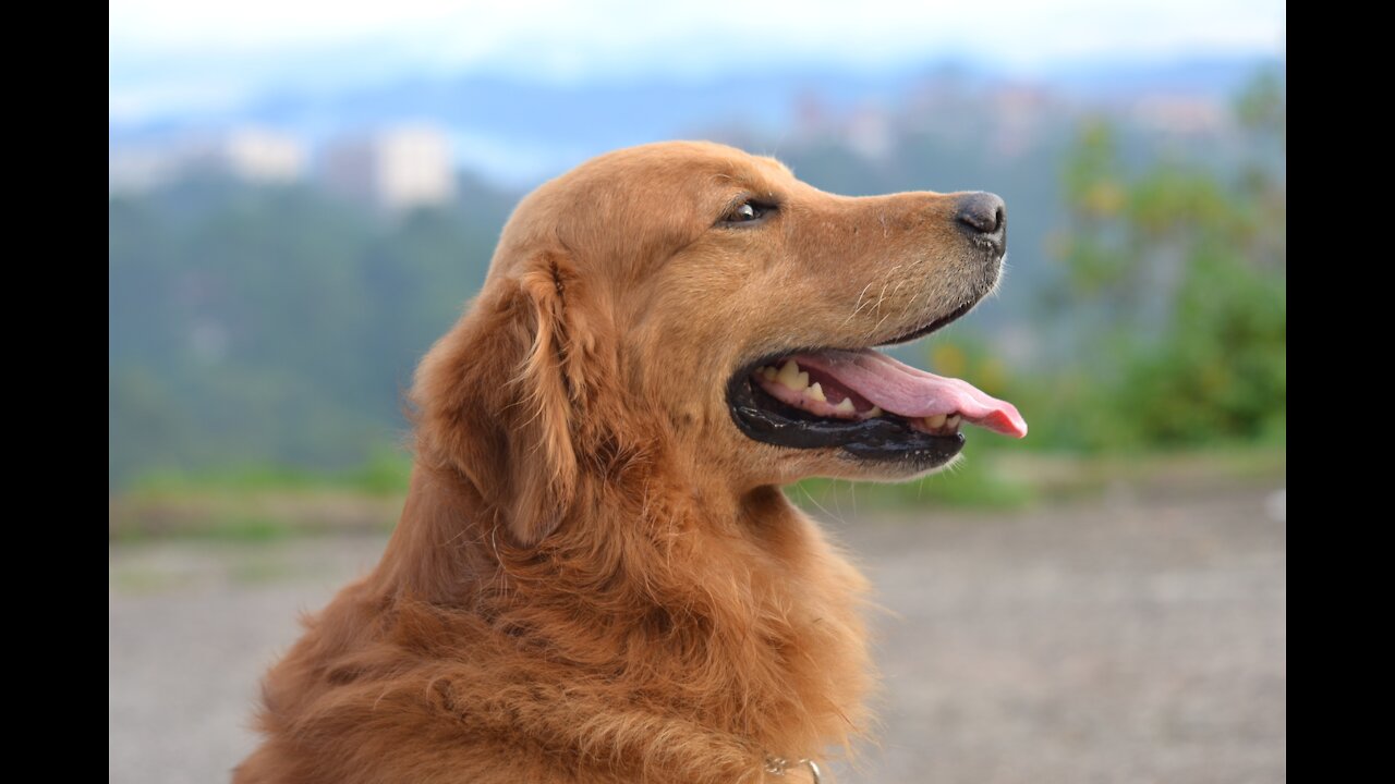 Dog caring old people