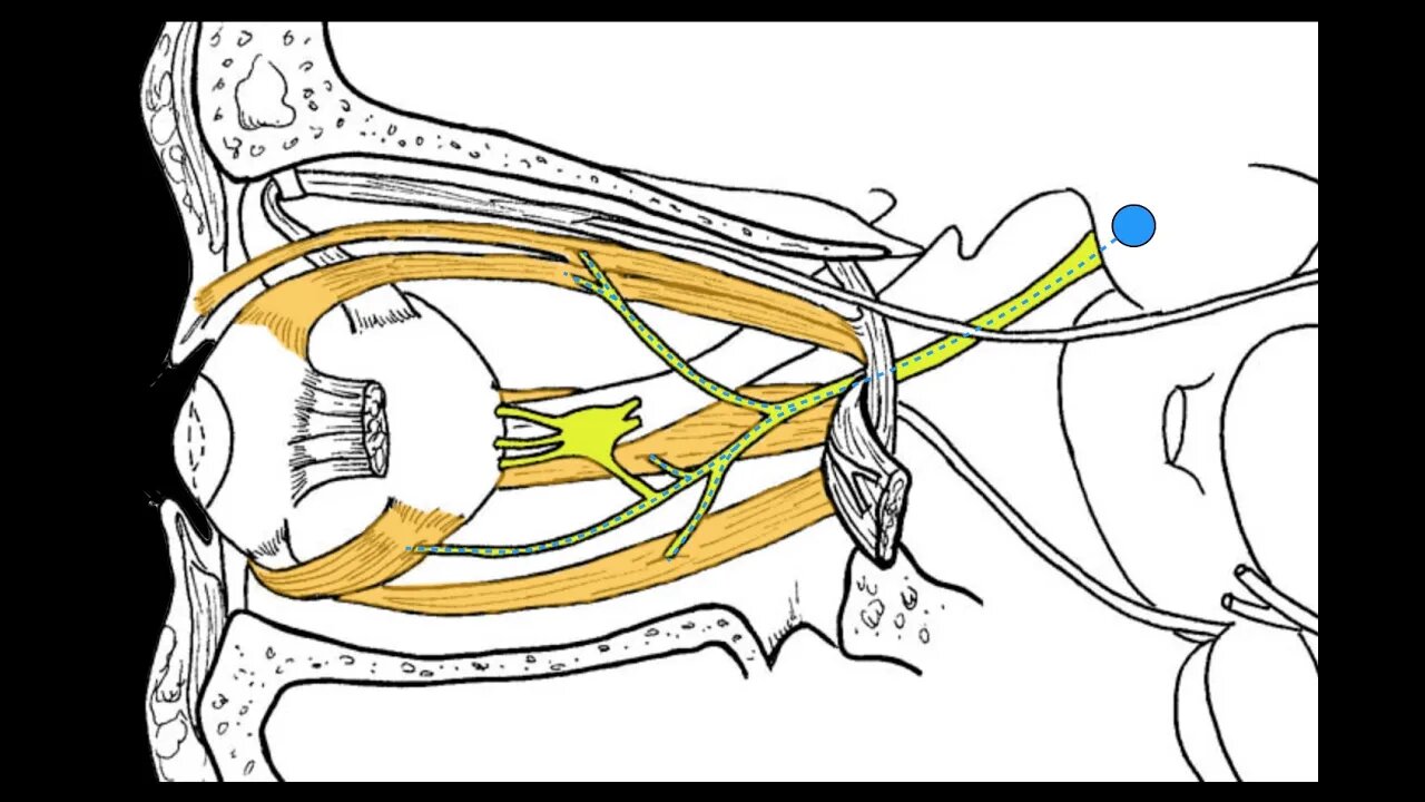 Cranial nerves III, IV and VI