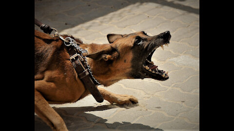 How to make the dog aggressive with some simple tips