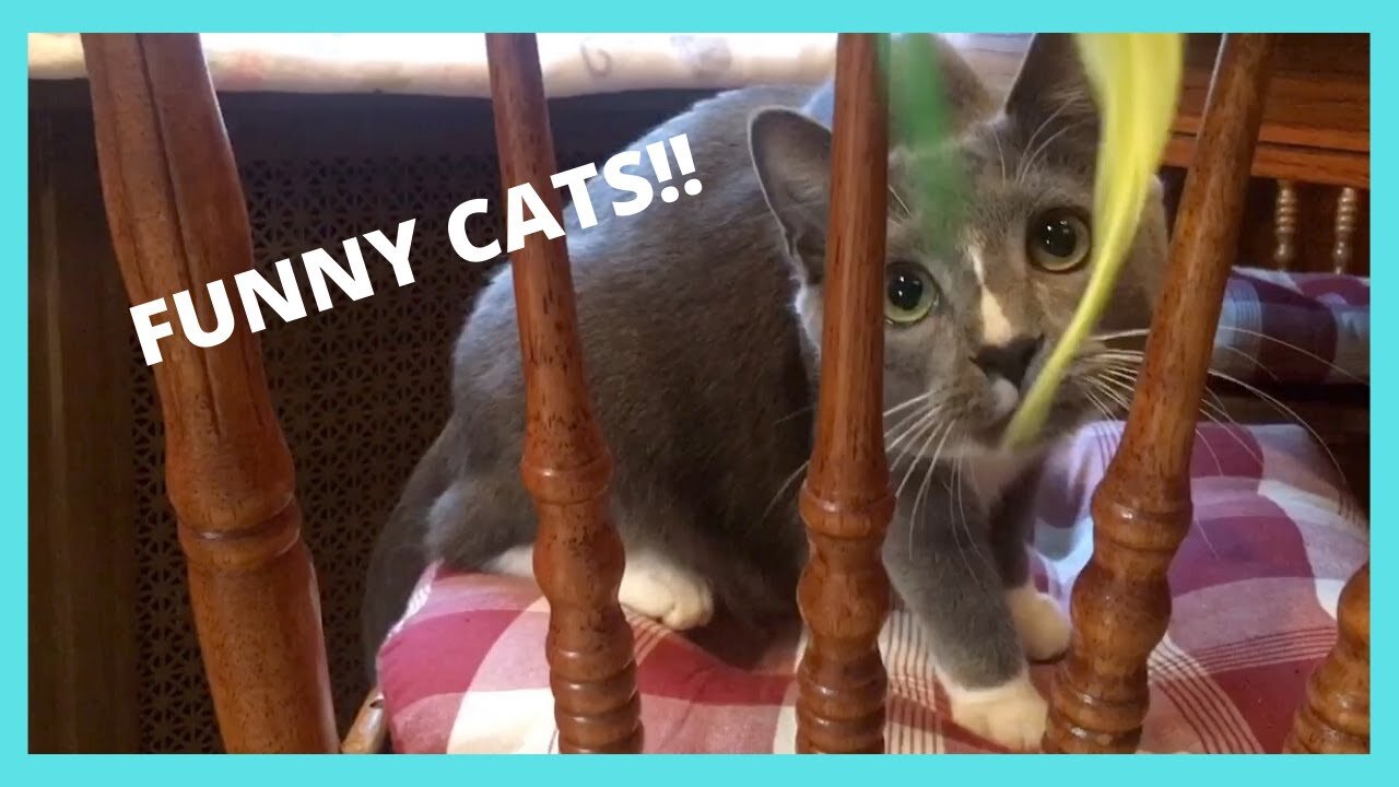 FUNNY CATS PLAYING TOGETHER WITH NEW TOY | Reaction Cat Toy