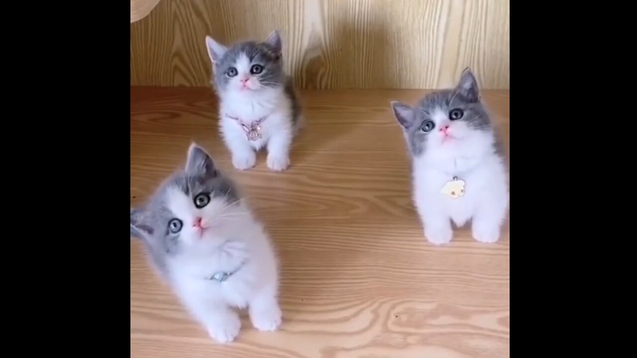 How cute😘😍😍😍😍😘Chweet Kittens Dancing perfomance😻😻