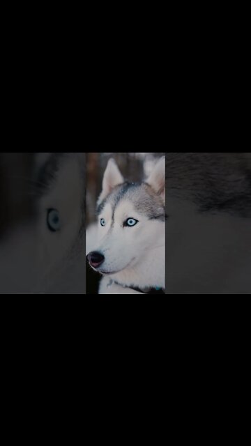 Animais engraçados 2022 - Cães e gatos fofos fazendo coisas engraçadas #7