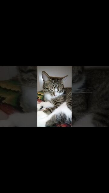 Sweet Cat Turns Around to Sit Better #shorts