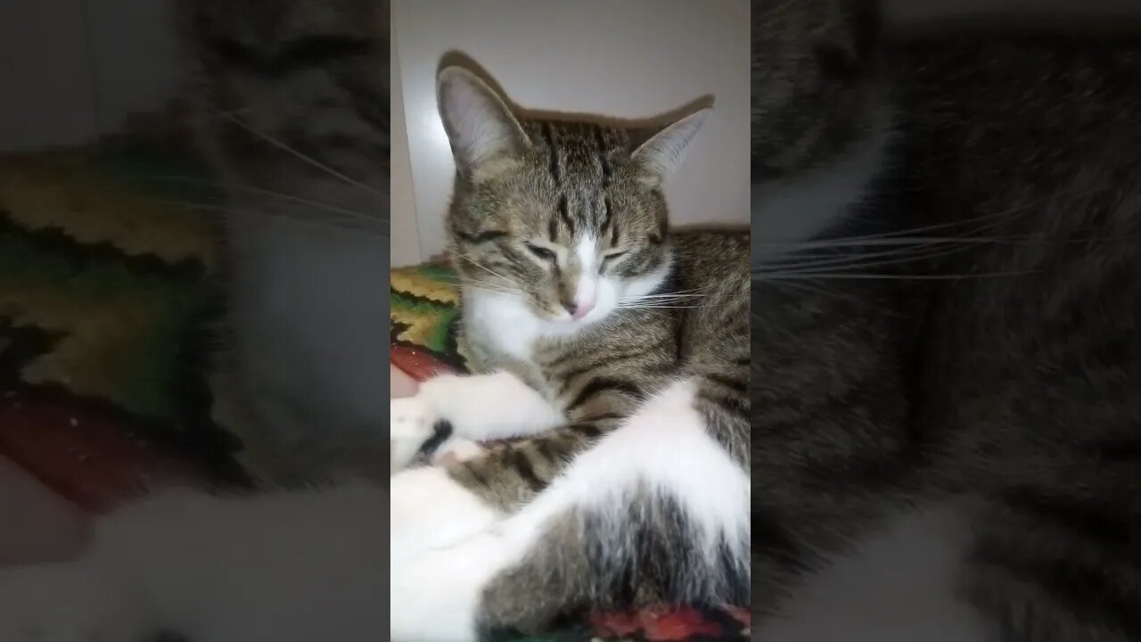 Sweet Cat Turns Around to Sit Better #shorts