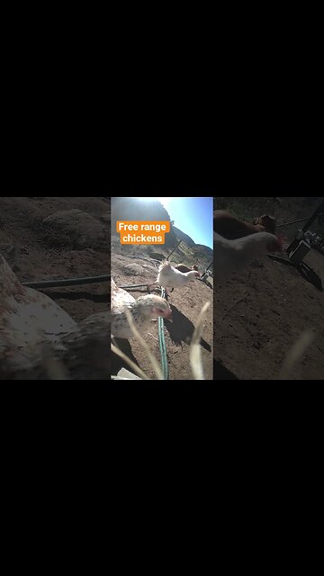 Farm surveillance. Free range chickens with dog on duty