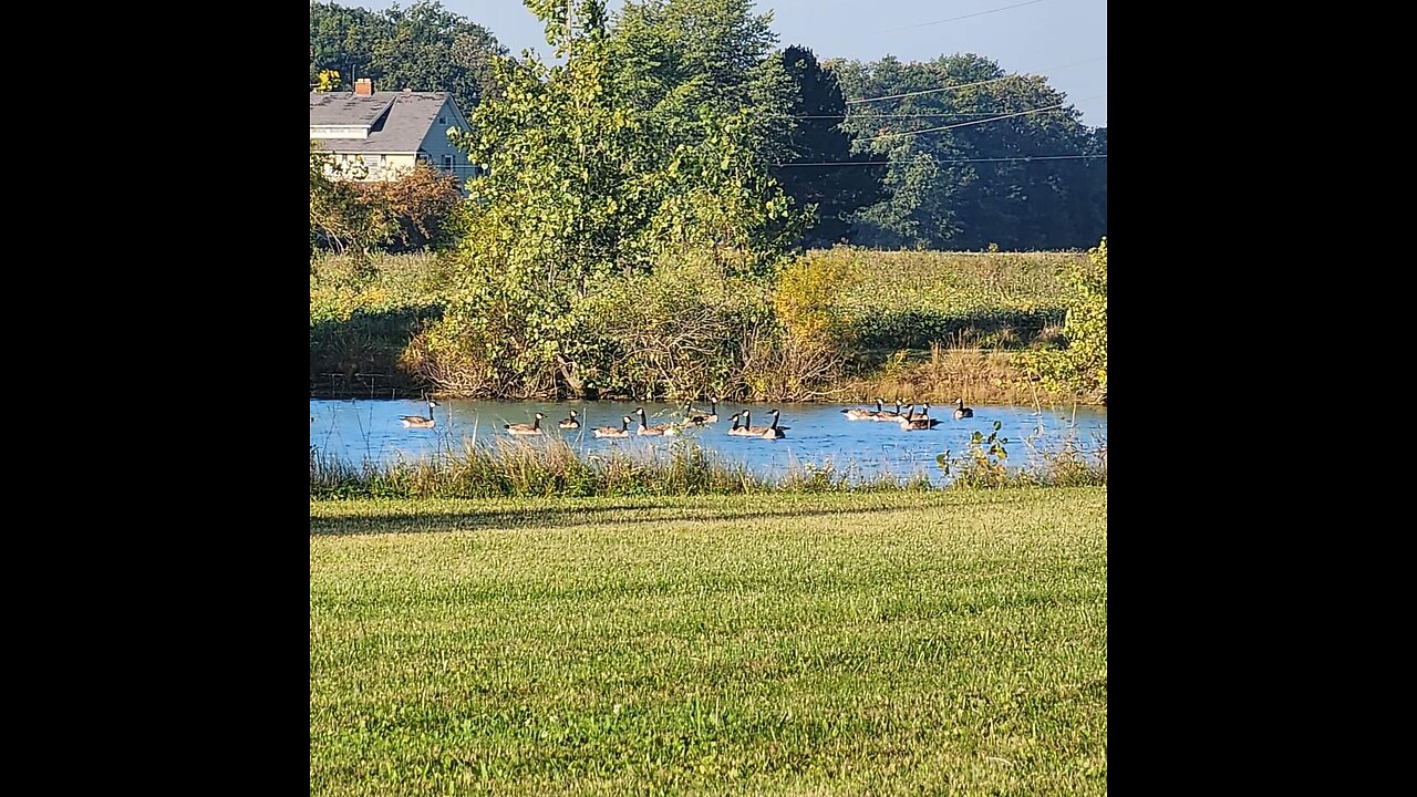 Working some Geese in while dove hunting! Called in from a long way away