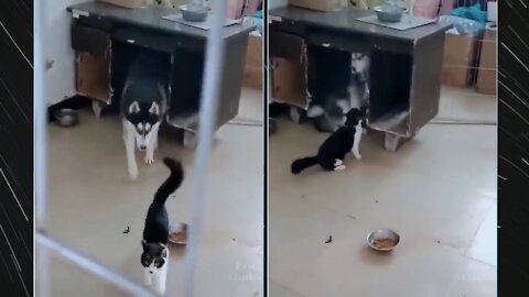 This Husky is afraid of a cat