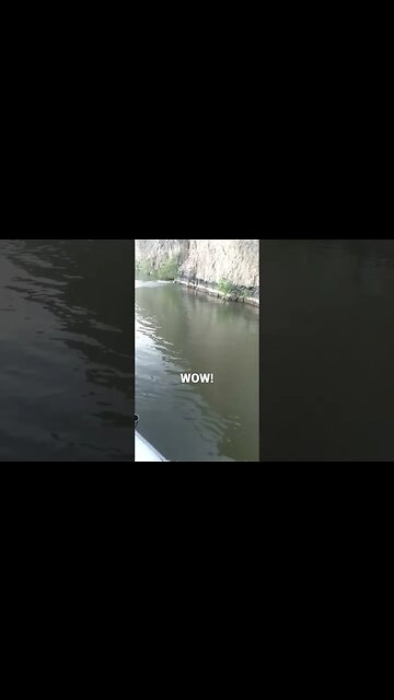 Coyote Jumps off Cliff. #shorts