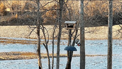 PETE AT THE FEEDER FOR A LATE DINNER