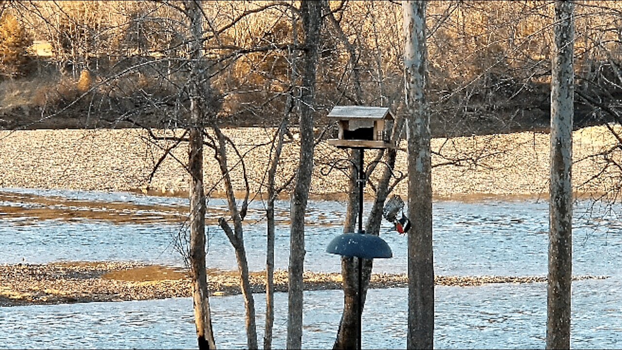 PETE AT THE FEEDER FOR A LATE DINNER