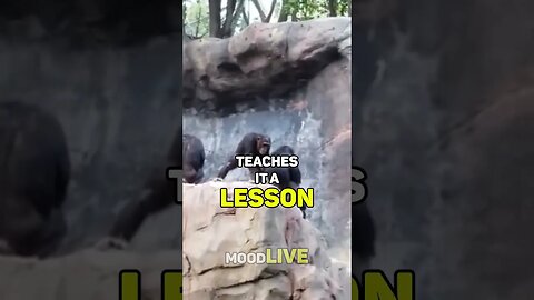 Monkey Gets Taught By Its Mother 😂