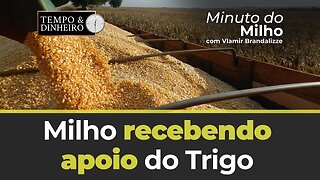 Milho recebendo apoio do Trigo