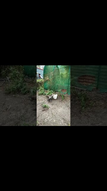 Duckling in a bucket