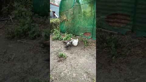 Duckling in a bucket