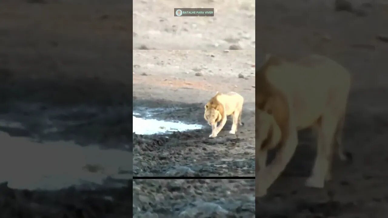 Impala é perseguido por leão, entra em pântano e é morto por Hipopótamo mau humorado