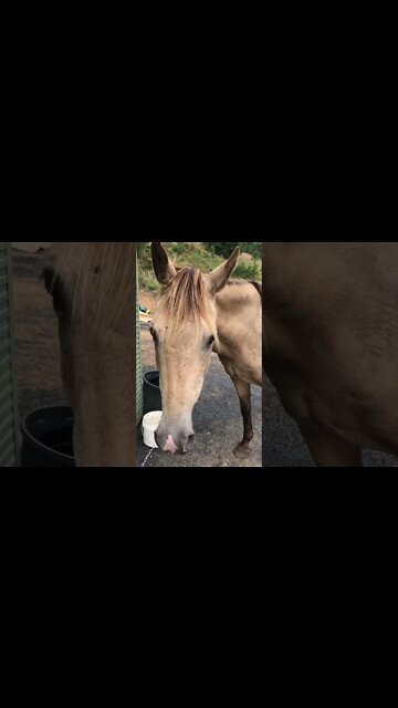 Trying to Get Arthur the Rescue Horse to Put on More Weight!