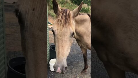 Trying to Get Arthur the Rescue Horse to Put on More Weight!