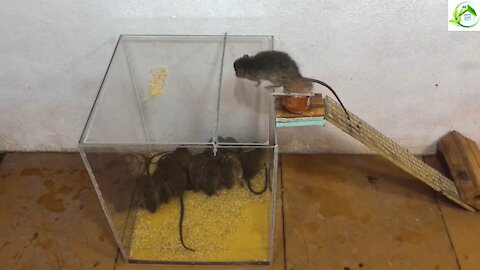 Mouse Trap Easy to Catch Mice by Best Idea Trap