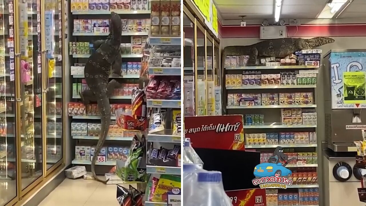 Lizard