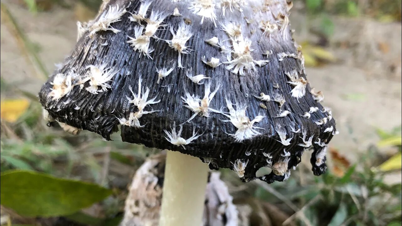 Creepy Shroom Madness