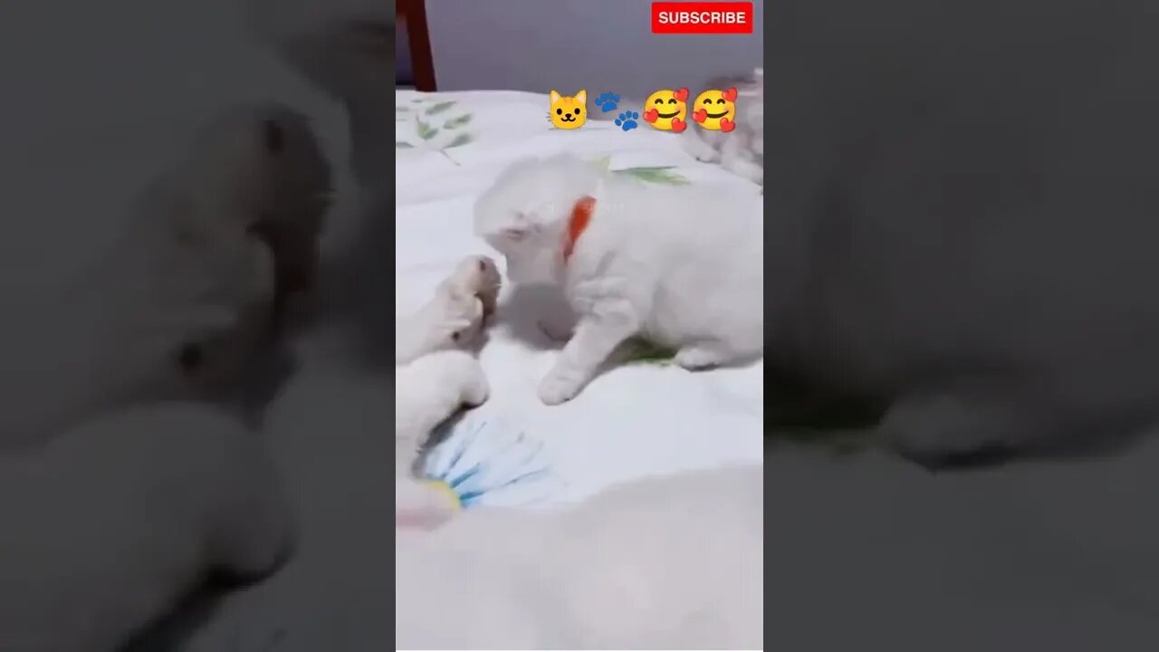 Cute Little Kittens 🥰💕#shorts #cute #catvideos #catlovers