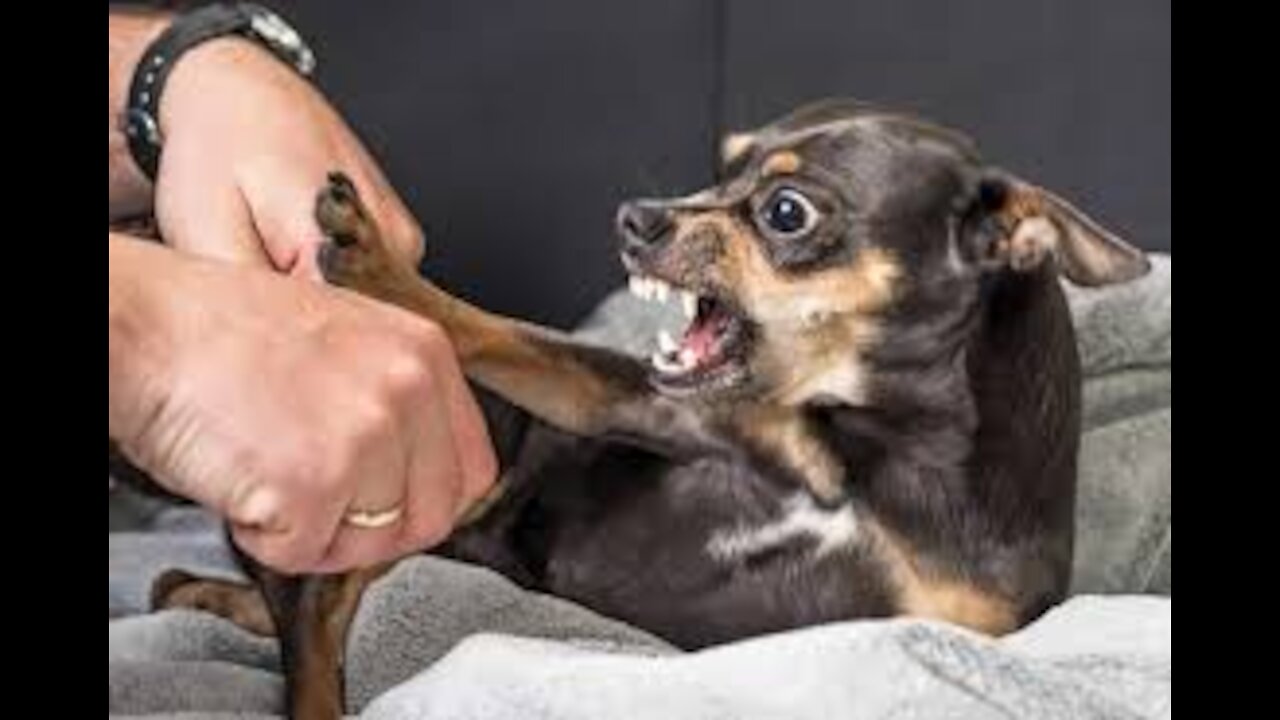 Few steps to make your dog more Aggressive...!