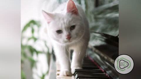 a cat walking in slow motion