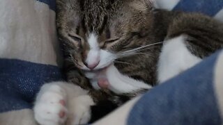 Cute Cat Washes His Little Toe Beans