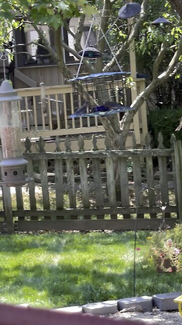 Mommy Bluebird feeding baby bluebird