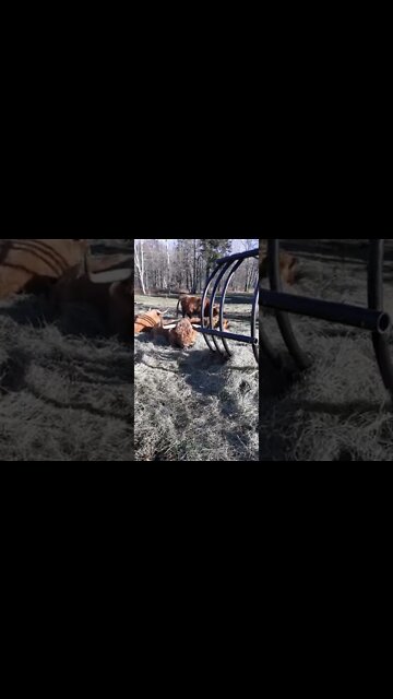 Thanksgiving Hangover at Firstfruits Farm