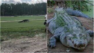 Un alligatore attraversa tranquillo un campo da golf