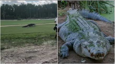 Un alligatore attraversa tranquillo un campo da golf