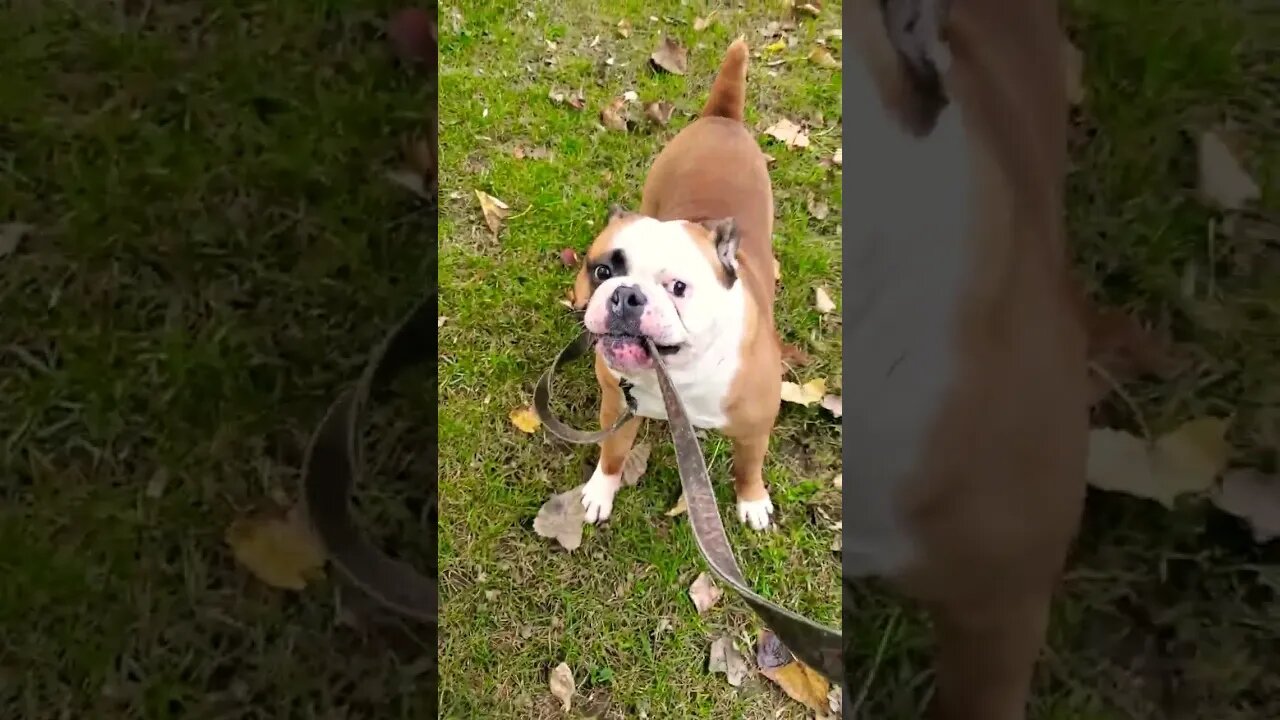 Rocco the Rowdy Bulldog