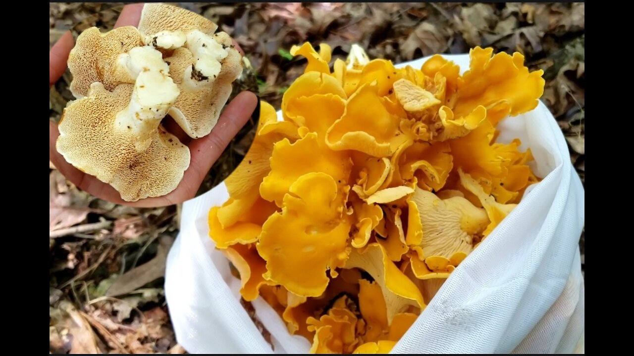 Chanterelle, Hedgehog mushroom