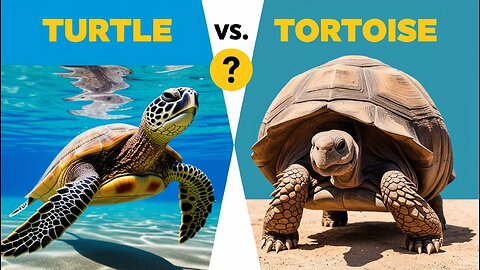 Dive into the world of turtles & tortoises!Discover the differences,fun facts||why they’re so unique