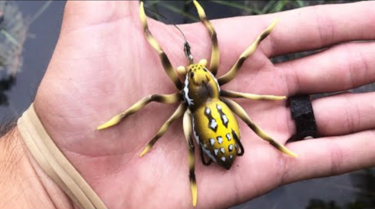 Spider Fights Wasp to Death - UNBELIEVABLE FIGHT