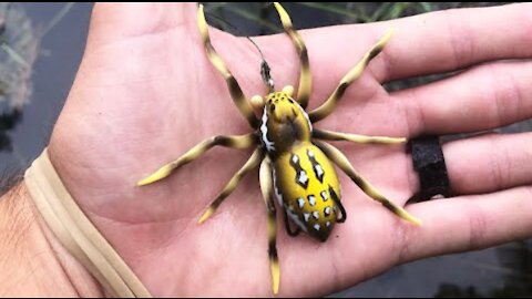 Spider Fights Wasp to Death - UNBELIEVABLE FIGHT