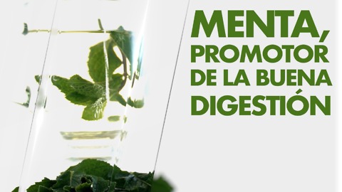 Menta, promotor de la buena digestión