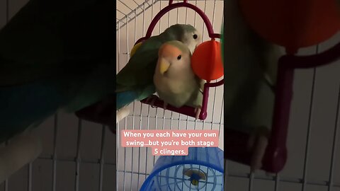 Love birds: stage 5 clingers