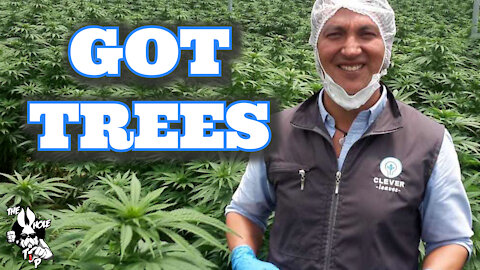 GOT TREES - the Whole Tip Daily